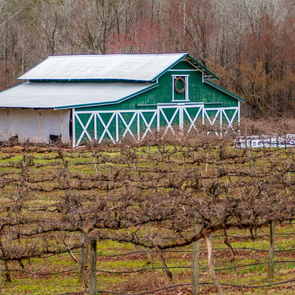 Viñedo viejo en primavera antes de la temporada —  Fotos de Stock