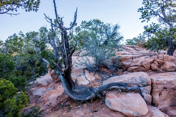 Bir antik boğumlu ardıç ağacının yanında Navajo anıt park utah — Stok fotoğraf