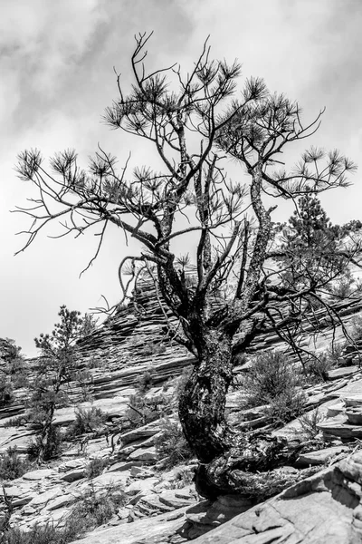 Národní Park Zion Canyon Utah — Stock fotografie