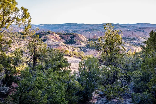 Bir antik boğumlu ardıç ağacının yanında Navajo anıt park utah — Stok fotoğraf