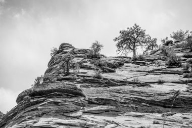 Zion Kanyon Milli Parkı Utah