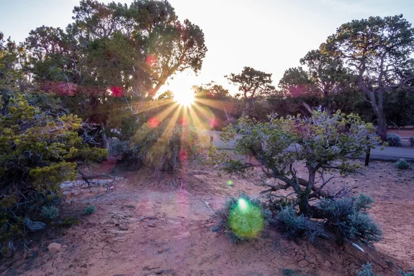 Bir antik boğumlu ardıç ağacının yanında Navajo anıt park utah — Stok fotoğraf