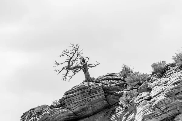 Zion canyon nationalpark utah — Stockfoto