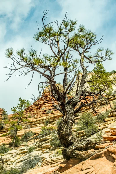 Zion Canyon Nationalpark Utah - Stock-foto