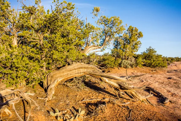 Un antiguo árbol de enebro crujiente cerca del Parque Monumento Navajo utah —  Fotos de Stock