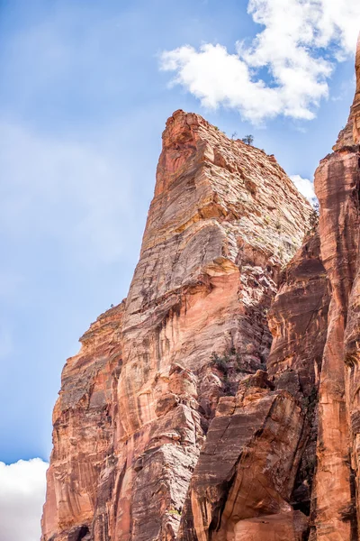 Zion canyon nationalpark utah — Stockfoto