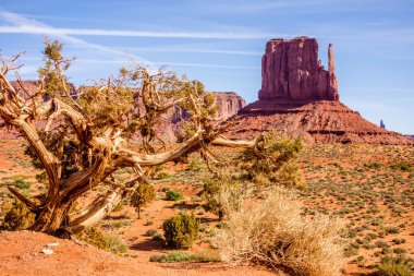 Bir ağaç ve bir butte anıt Vadisi