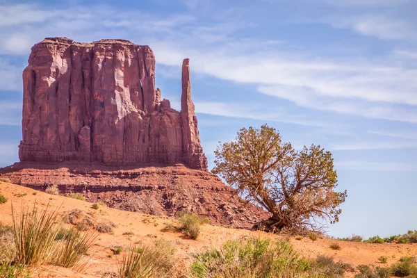 Strom a butte v Monument Valley — Stock fotografie