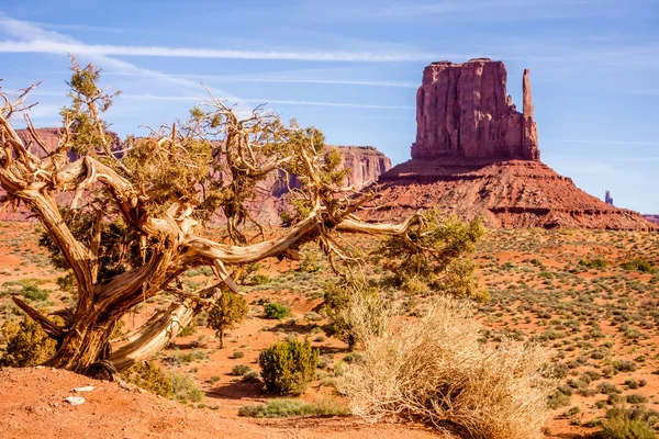 A tree and a butte in Monument Valley — Stock Photo, Image