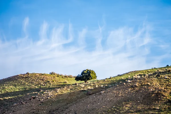 Osamělý strom na horských kopcích s modrou oblohou — Stock fotografie