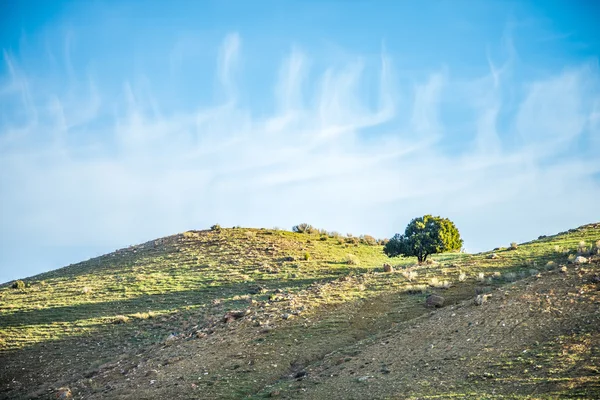 Lone tree on mountain hills with blue sky — Stock Photo, Image