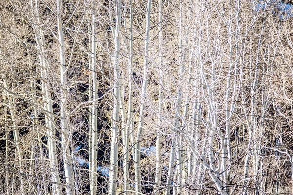 Björkskog träd i bergen — Stockfoto