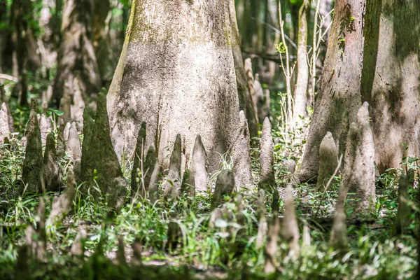 Cipreste floresta e pântano do Parque Nacional Congaree em South Caro — Fotografia de Stock