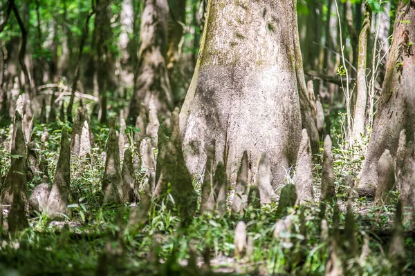 Cypress skog och träsk av Congaree National Park i södra Caro — Stockfoto