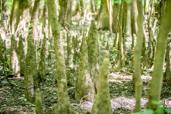 Cipreste floresta e pântano do Parque Nacional Congaree em South Caro — Fotografia de Stock