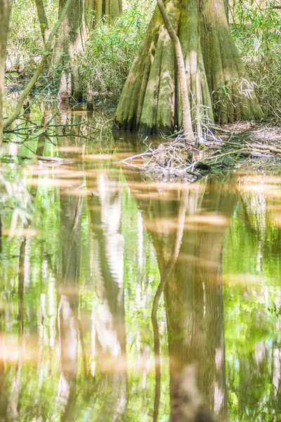 Bosque de cipreses y pantano del Parque Nacional Congaree en South Caro — Foto de Stock