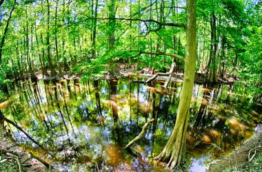 cypress forest and swamp of Congaree National Park in South Caro clipart
