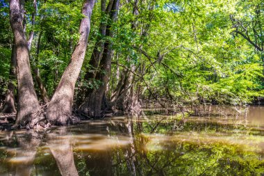 Güney Caro servi ormanı ve bataklık Congaree Milli Park