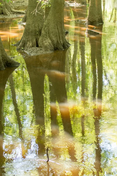 Bosque de cipreses y pantano del Parque Nacional Congaree en South Caro — Foto de Stock