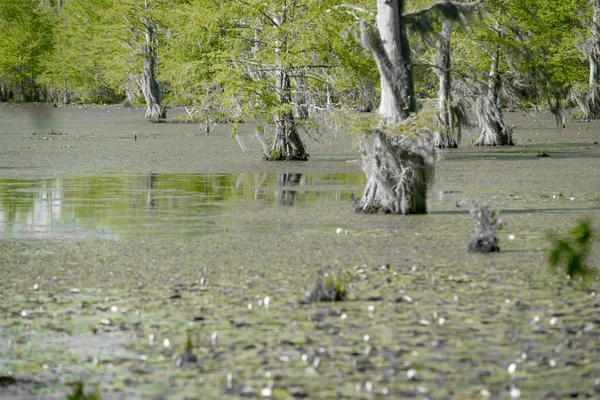 Foresta di cipressi e palude del Parco Nazionale del Congaree a South Caro — Foto Stock