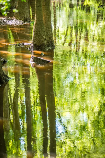 Güney Caro servi ormanı ve bataklık Congaree Milli Park — Stok fotoğraf