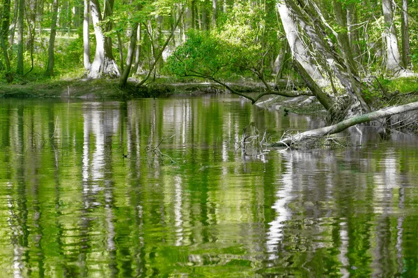 Bosque de cipreses y pantano del Parque Nacional Congaree en South Caro — Foto de Stock