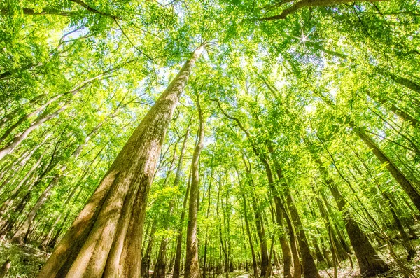 サイプレスの森と沼のコンガリー国立公園サウス カロ — ストック写真