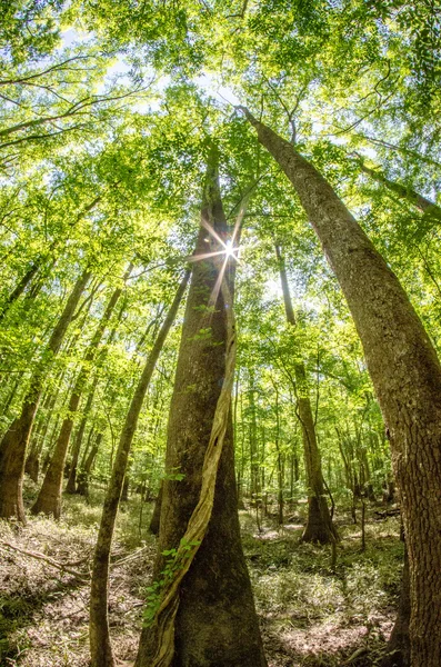 Forêt de cyprès et marais du parc national du Congrès à South Caro — Photo