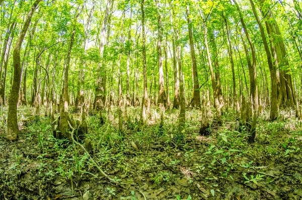 Cipreste floresta e pântano do Parque Nacional Congaree em South Caro — Fotografia de Stock