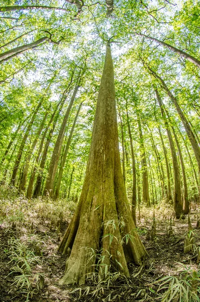 Forêt de cyprès et marais du parc national du Congrès à South Caro — Photo