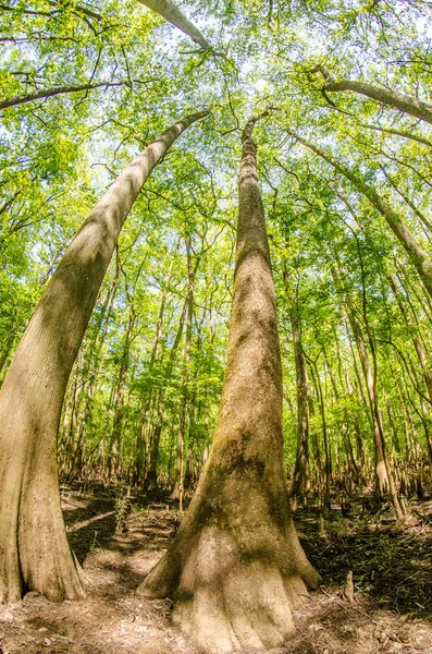 サイプレスの森と沼のコンガリー国立公園サウス カロ — ストック写真