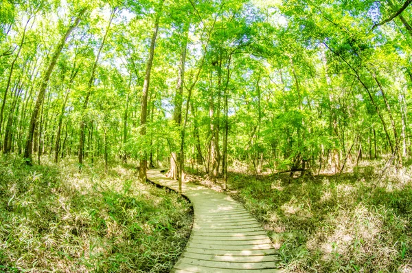 Cypress skog och träsk av Congaree National Park i södra Caro — Stockfoto