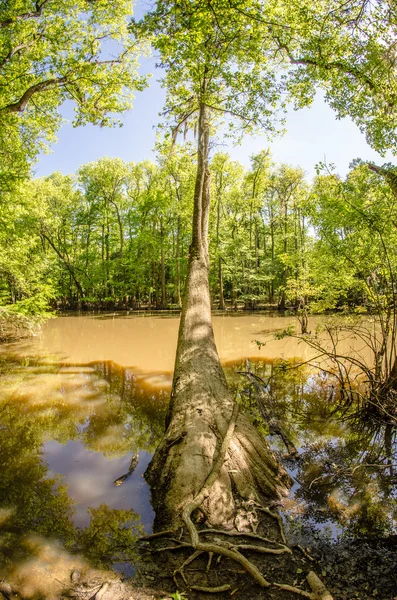 Bosque de cipreses y pantano del Parque Nacional Congaree en South Caro — Foto de Stock