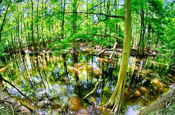 Bosque de cipreses y pantano del Parque Nacional Congaree en South Caro — Foto de Stock