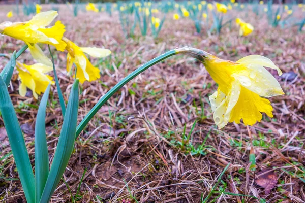 Beautiful yellow daffodils Narcissus — Stock Photo, Image