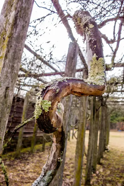 Oude wijnstokken in berg wijngaard met mos groeien — Stockfoto