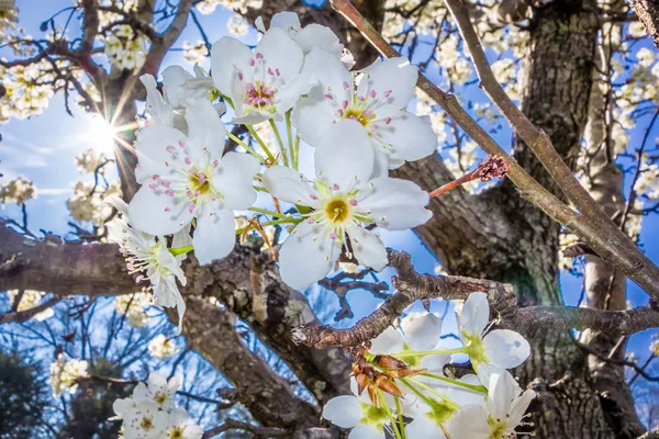 Vit cherry blossoms blommar på våren — Stockfoto