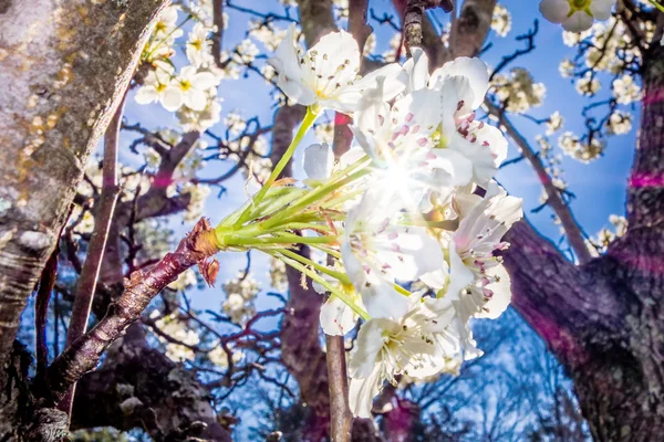 Vit cherry blossoms blommar på våren — Stockfoto