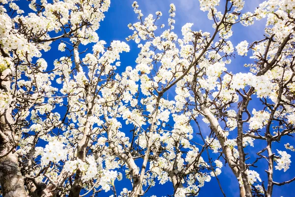 White cherry blossoms blooming in spring — Stock Photo, Image