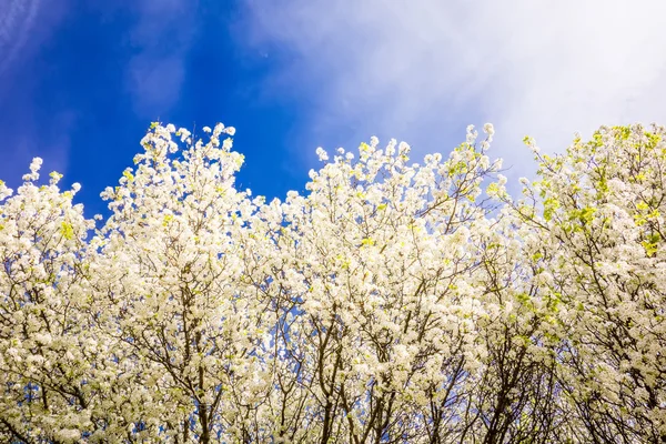 White cherry blossoms blooming in spring — Stock Photo, Image