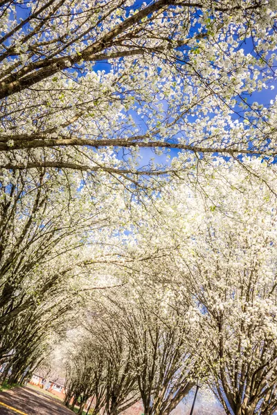 White cherry blossoms blooming in spring — Stock Photo, Image