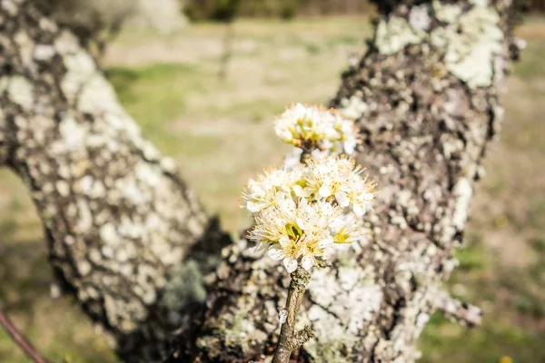 Baharda çiçek açan beyaz kiraz çiçekleri — Stok fotoğraf