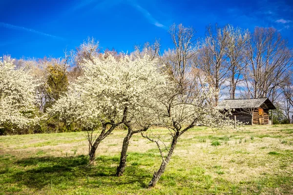 Weiße Kirschblüten blühen im Frühling — Stockfoto