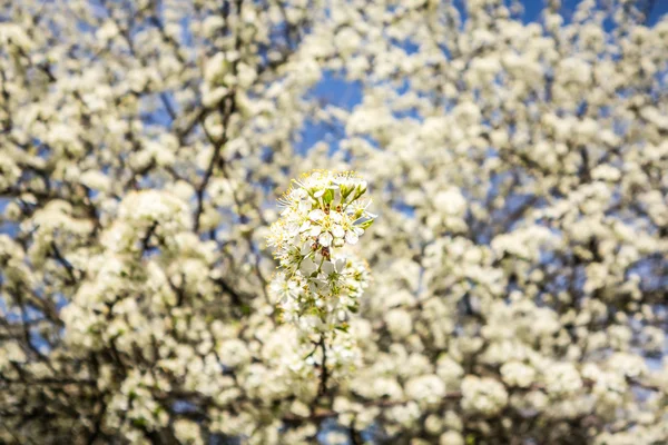White cherry blossoms blooming in spring — Stock Photo, Image