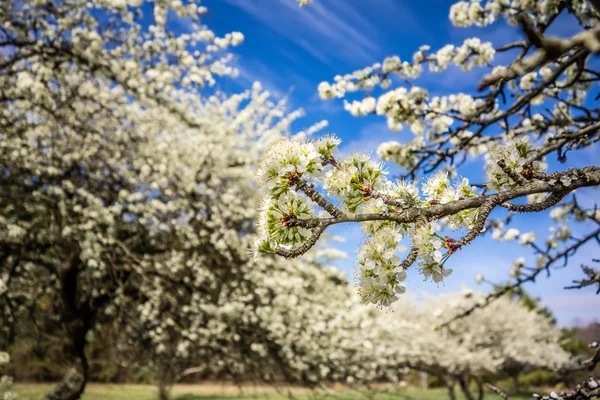 White cherry blossoms blooming in spring — Stock Photo, Image