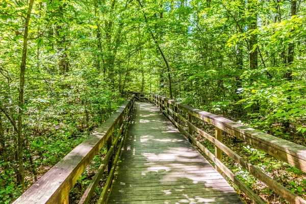 Cypress skog och träsk av Congaree National Park i södra Caro — Stockfoto