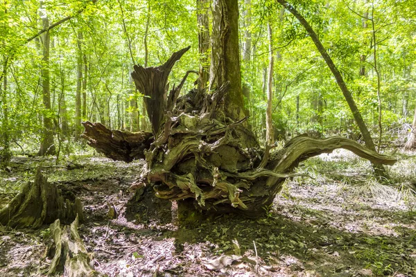 Cypress skog och träsk av Congaree National Park i södra Caro — Stockfoto