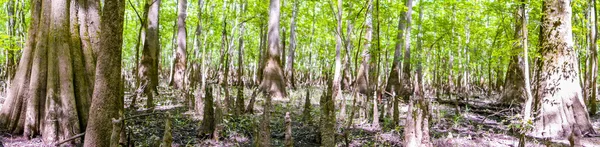 サイプレスの森と沼のコンガリー国立公園サウス カロ — ストック写真