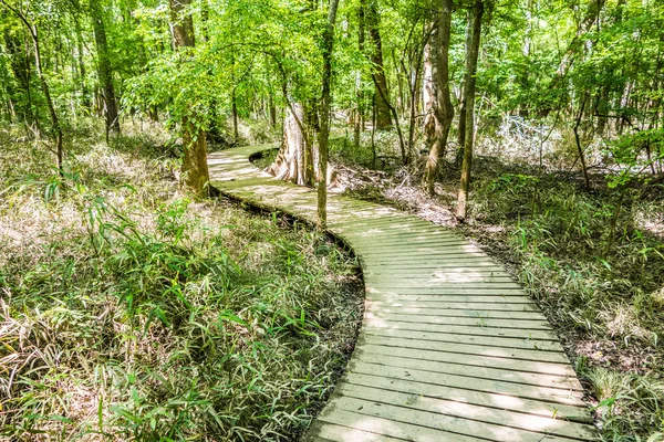 Güney Caro servi ormanı ve bataklık Congaree Milli Park — Stok fotoğraf