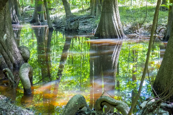 Bosque de cipreses y pantano del Parque Nacional Congaree en South Caro — Foto de Stock